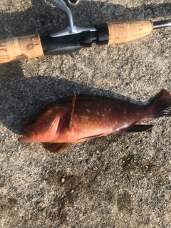 キジハタの釣果