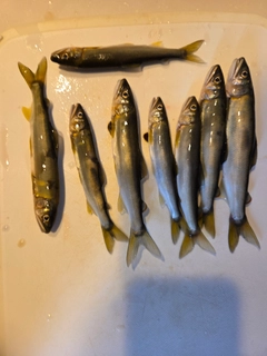 アユの釣果