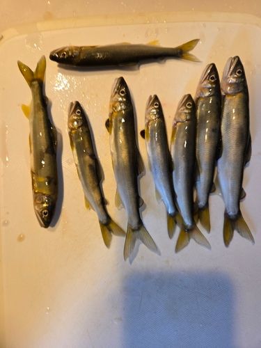 アユの釣果
