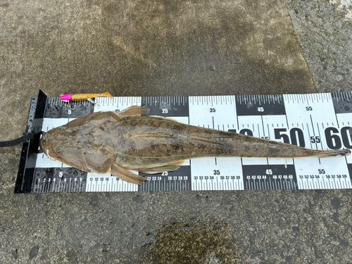 マゴチの釣果
