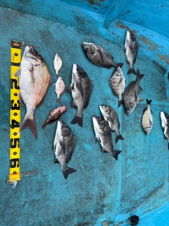 マダイの釣果