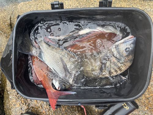 チヌの釣果