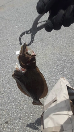 ヒラメの釣果