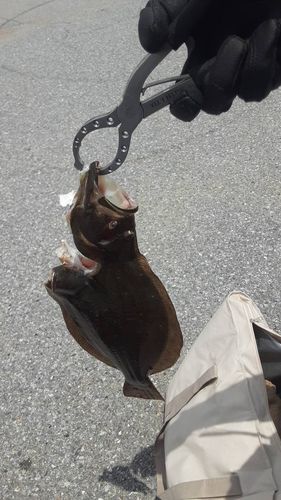 ヒラメの釣果