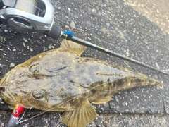 マゴチの釣果