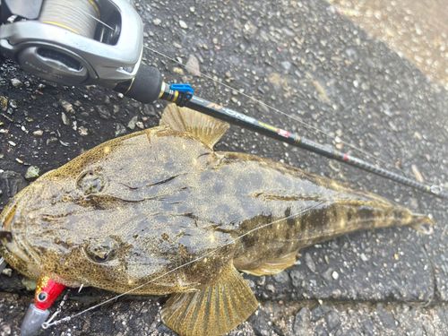 マゴチの釣果