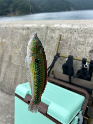 キュウセンの釣果