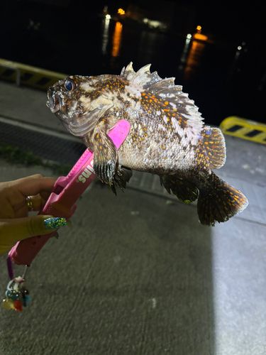 オウゴンムラソイの釣果