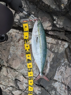 ワラサの釣果