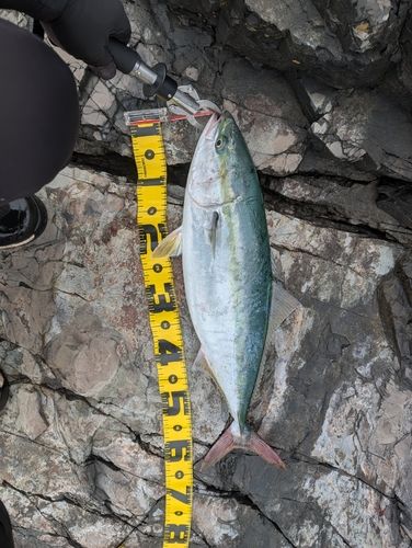 ワラサの釣果