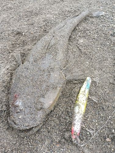 マゴチの釣果