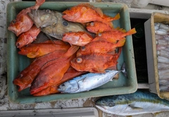 マルイカの釣果