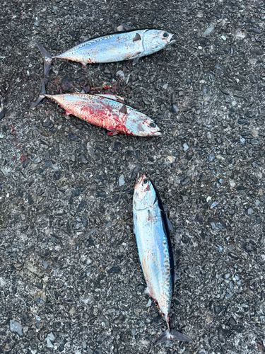 メジカの釣果