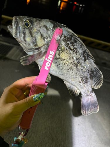 クロソイの釣果
