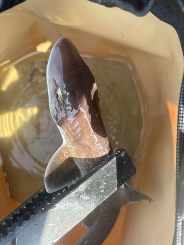 ホシザメの釣果