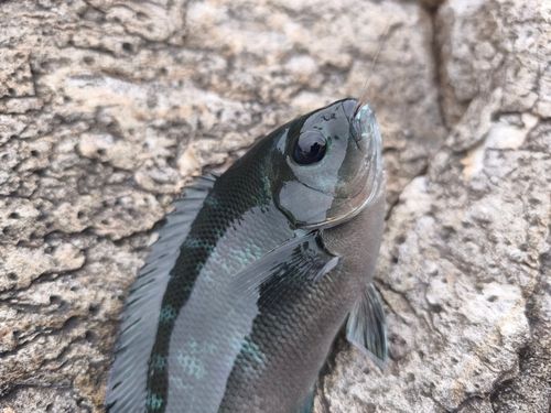 クチブトグレの釣果