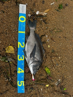 チヌの釣果