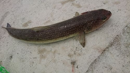 エソの釣果