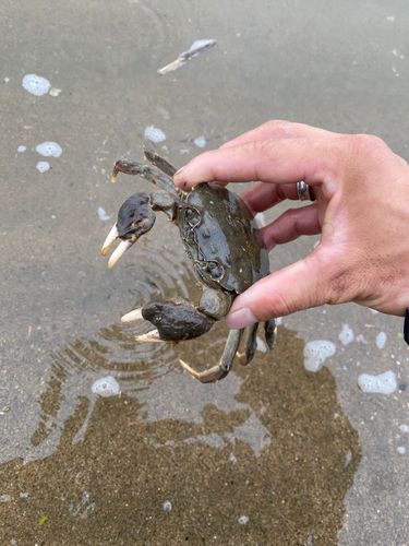 モクズガニの釣果