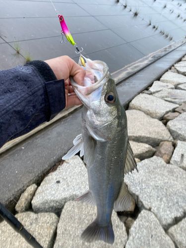 ハネ（マルスズキ）の釣果