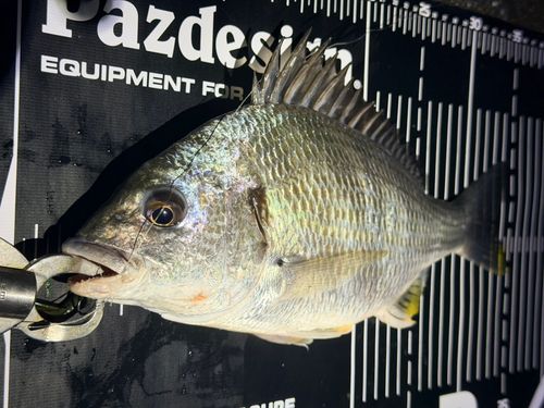キビレの釣果