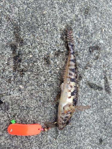 アナハゼの釣果