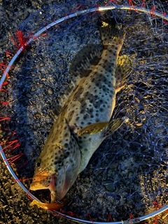 チャイロマルハタの釣果