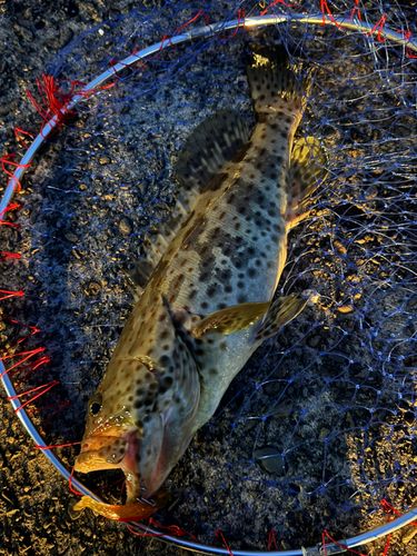 チャイロマルハタの釣果