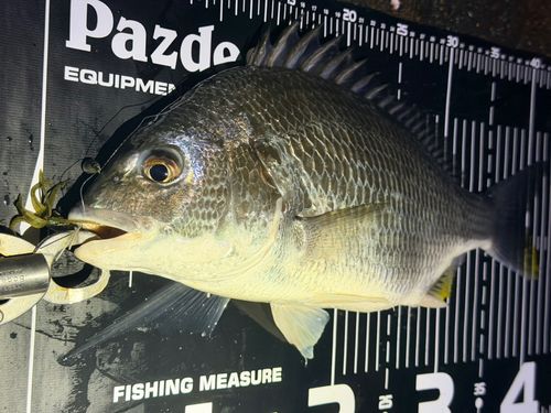 キビレの釣果