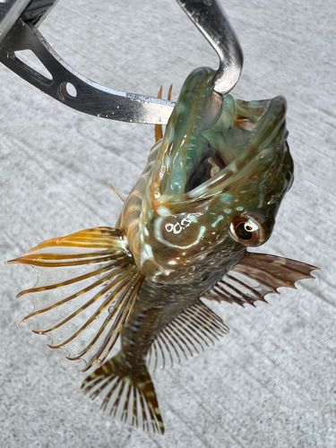 アナハゼの釣果
