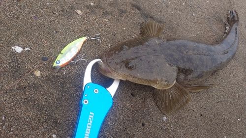 マゴチの釣果