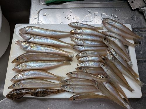 キスの釣果
