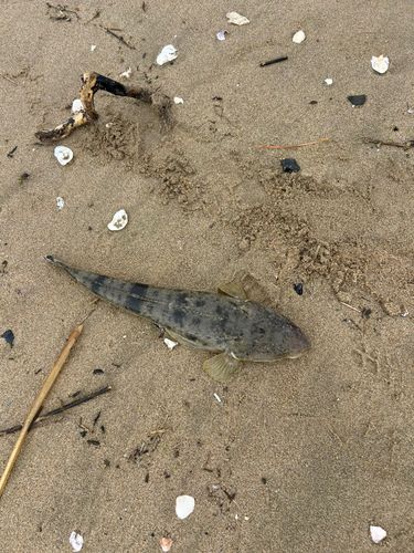 マゴチの釣果