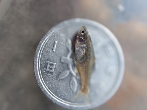 タイリクバラタナゴの釣果