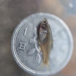 タナゴの釣果・釣り情報まとめ【2026年最新】 - アングラーズ | 釣果