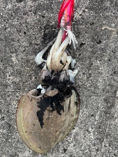 コウイカの釣果