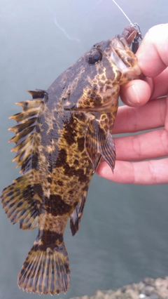 タケノコメバルの釣果