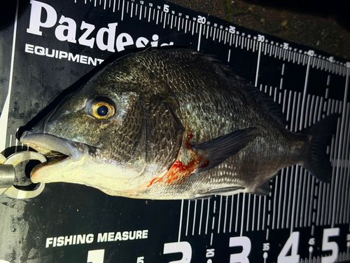 チヌの釣果
