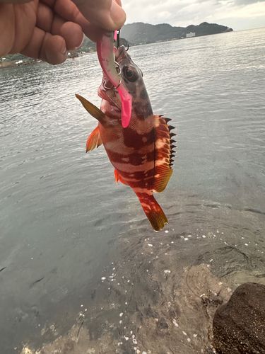 アカハタの釣果