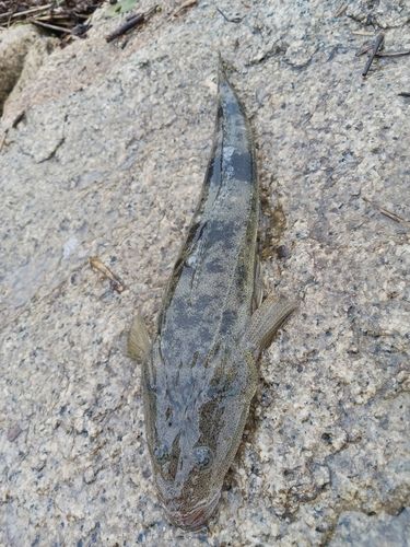 コチの釣果