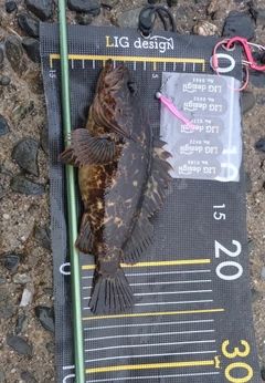 タケノコメバルの釣果