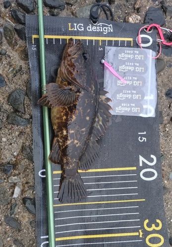 タケノコメバルの釣果