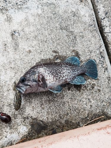 マゾイの釣果