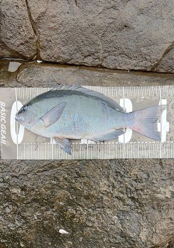 クチブトグレの釣果