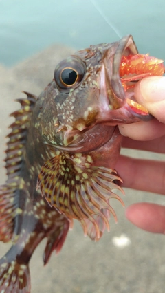 カサゴの釣果