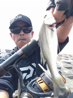 セイゴ（タイリクスズキ）の釣果