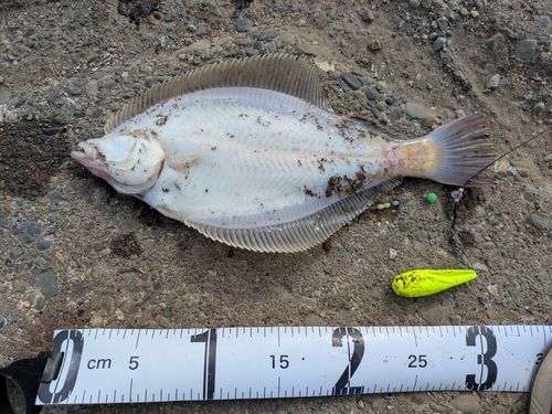 マガレイの釣果