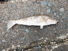 アイナメの釣果