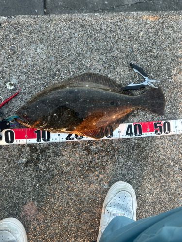 ヒラメの釣果
