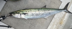 サワラの釣果